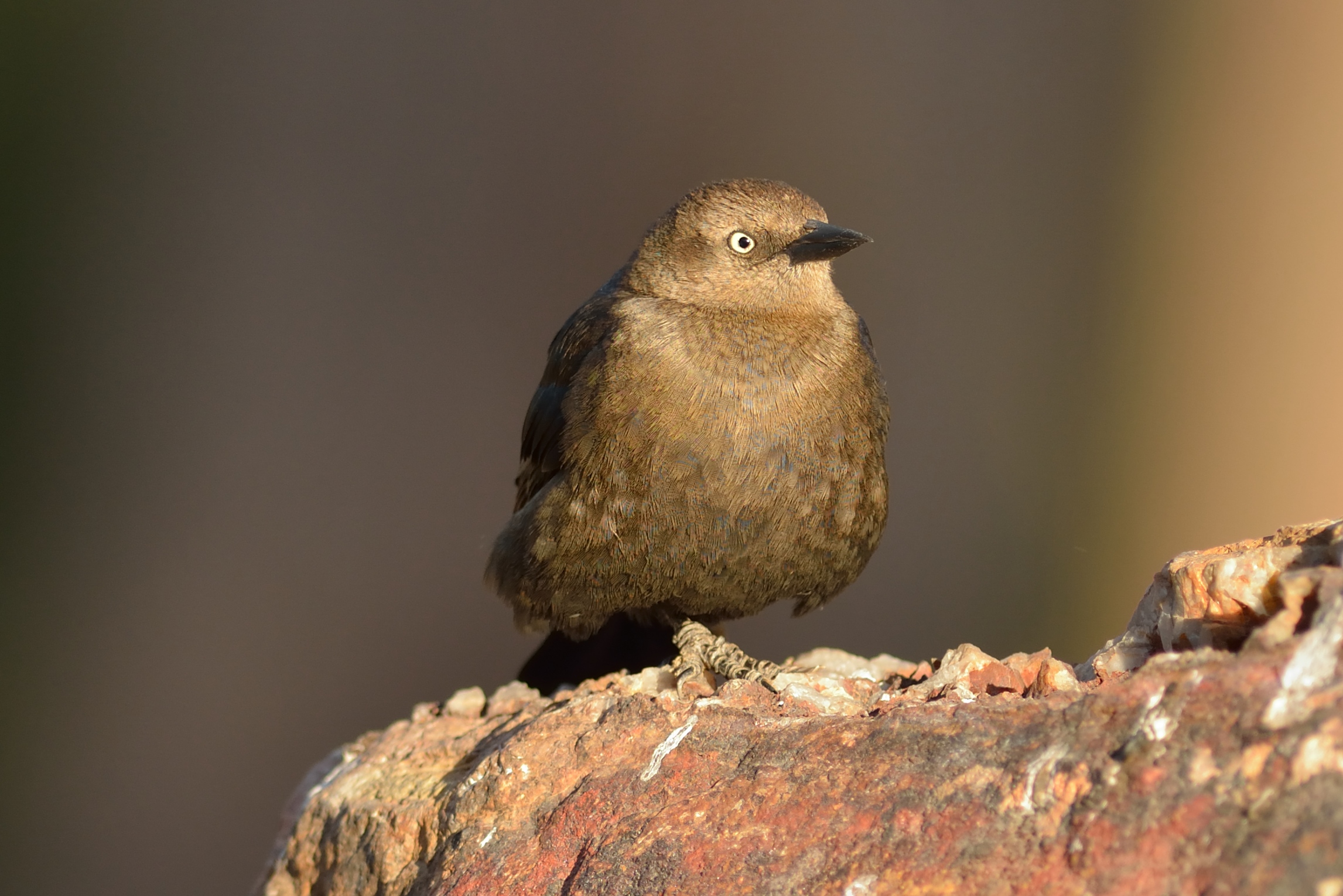 Brewer's blackbird (Euphagus cyanocephalus)